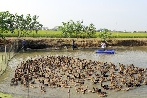我们的鸭子呱呱叫高邮潘阳村村支书吆喝稻田鸭
