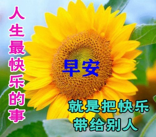 最新特漂亮早上好鲜花图片带祝福语,早上好问候动态表情图片_腾讯新闻