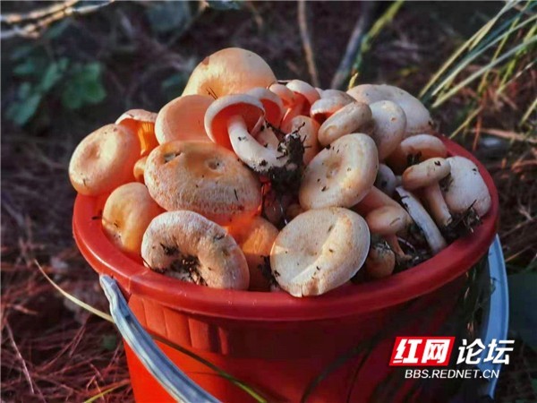 味道湖南丨这时节，湘西大山里枞菌泛滥，腊肉炖起隔屏飘香_腾讯新闻