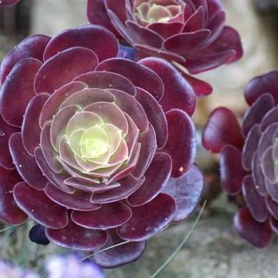 头像适合做头像的多肉图片第242期