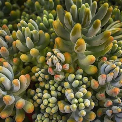 头像适合做头像的多肉图片第536期