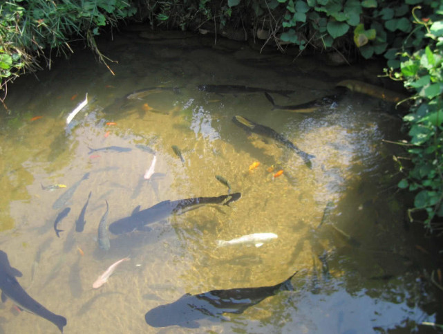 前幾天,我坐在公園的一個小池塘邊,靜靜地看著魚和其他微小的水生動物