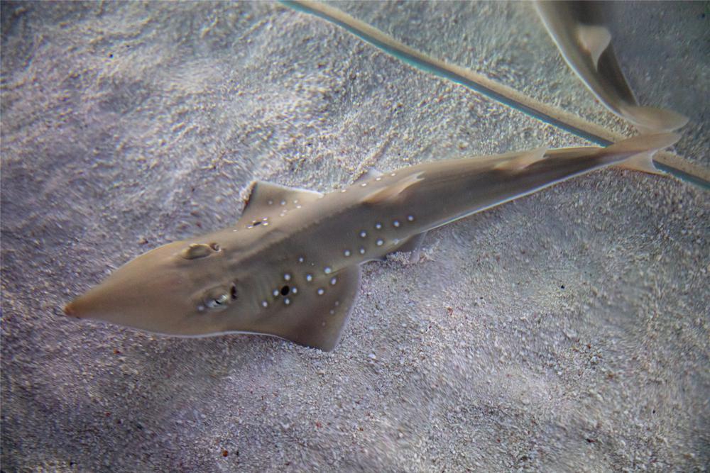 世界首例!极危物种及达尖犁头鳐在珠海成功繁育