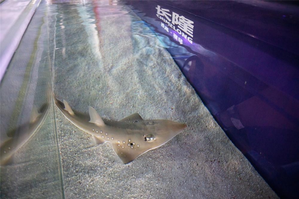 世界首例极危物种及达尖犁头鳐在珠海成功繁育
