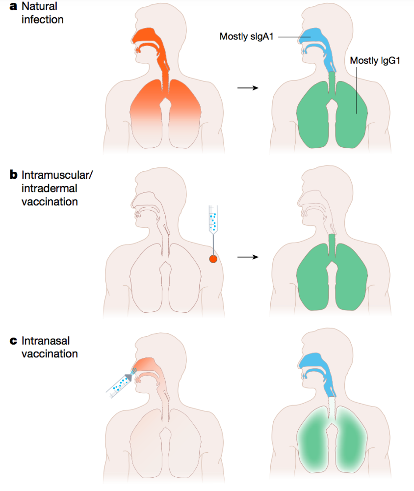吸入肌注新冠疫苗能混打吗临床试验结果来了