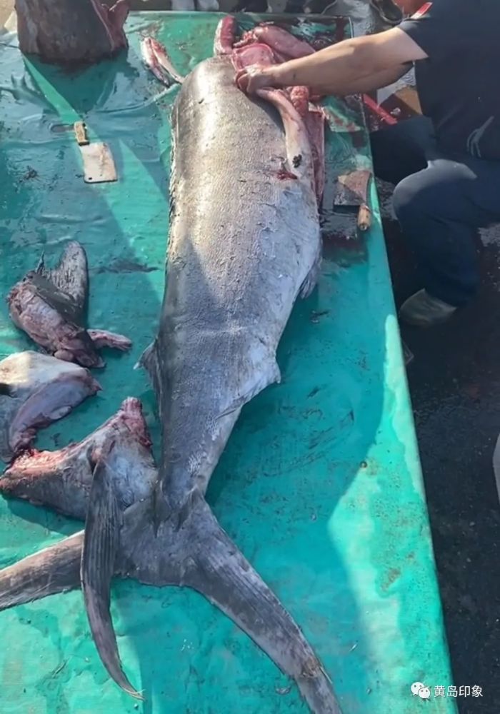 厲害黃島這個碼頭驚現一條超級大魚