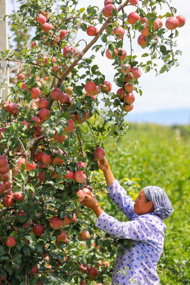 毕节这组丰收图好美