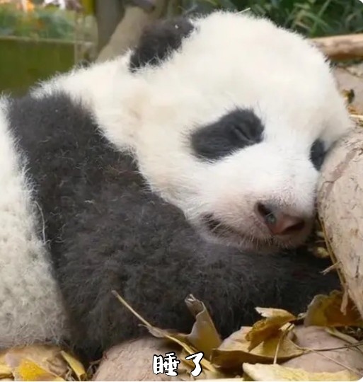 聊天表情库:熊猫宝宝可爱表情包炸弹又来啦