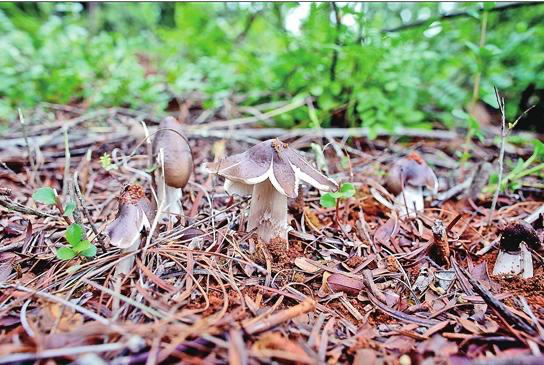 雲南玉米地中出現40多窩雞樅菌,究竟這是怎樣的