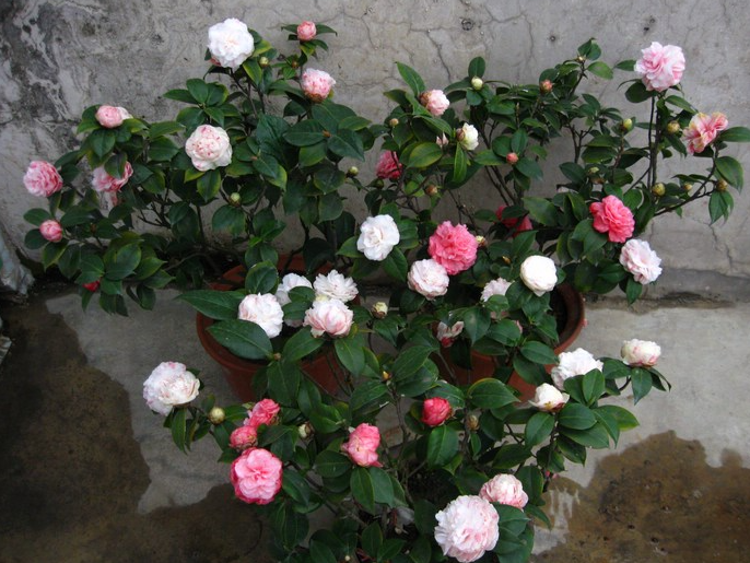 十八学士是一种比较少见的珍奇茶花品种,在网上买到品质比较好的十八