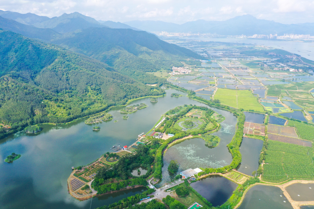 丰收图景丨鼎湖沙浦河网密布方塘如镜