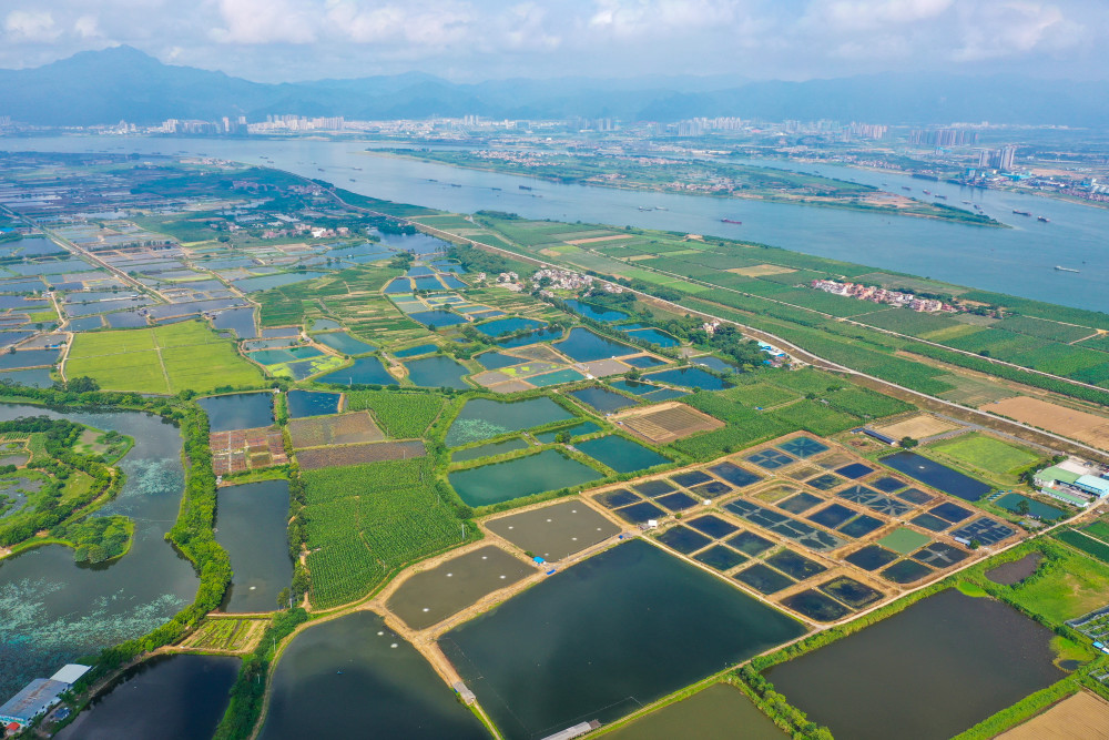 丰收图景丨鼎湖沙浦河网密布方塘如镜