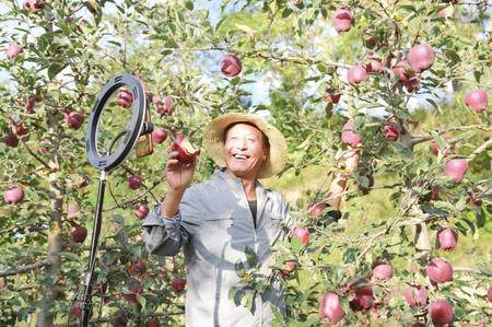 9月16日,礼县永兴镇龙槐村,60岁的网红果农张加成正在果园直播,线上