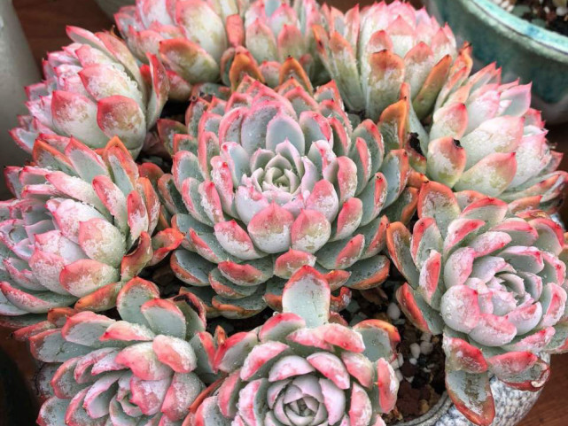 女王系多肉中颜色最梦幻的品种紫罗兰女王秋季开始上色了真美