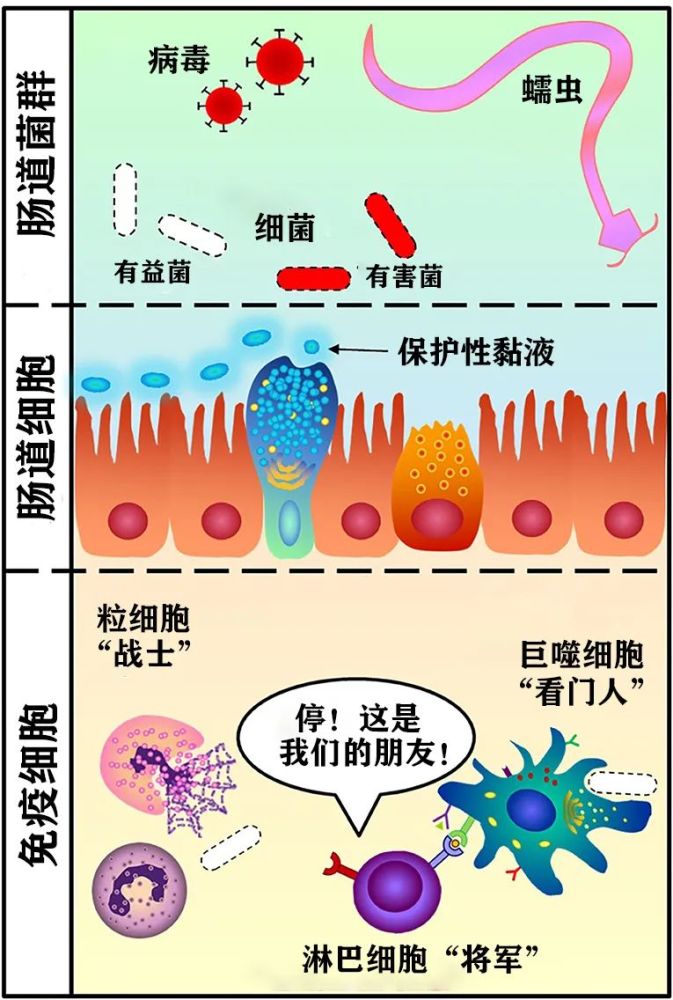 肠道是免疫系统训练营决定了它是变身超级英雄还是流氓恶棍