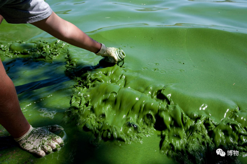 江河湖泊里的赤潮也叫水华,常常是由蓝藻类引起,所以一般都是变绿