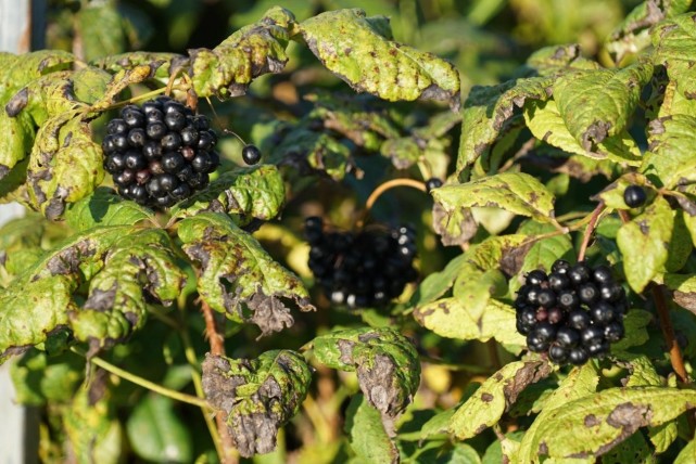 庆安县擦亮医药产业核心区金字招牌