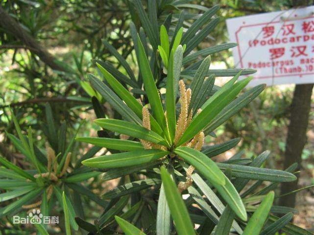 歷史悠久的吉祥樹植物非試管高效快繁羅漢松