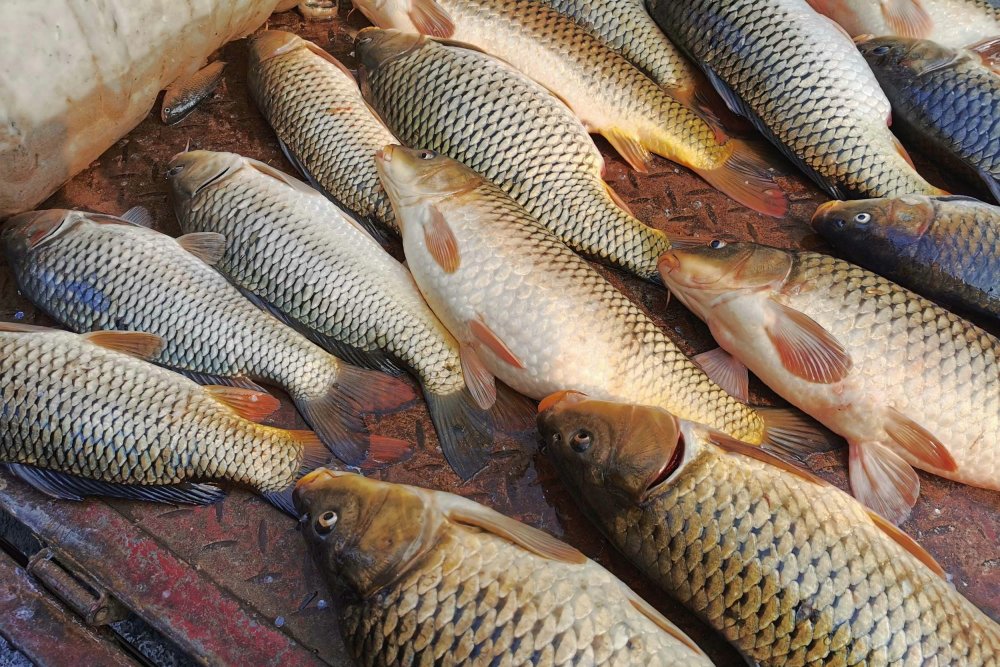 山西黃河流魚黃河鯉一斤賣幾十元有人一夜暴富卻要賭上性命