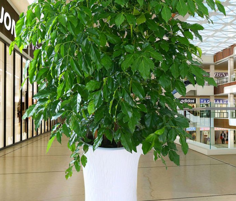 室内盆栽种树选这3样,枝叶繁茂,四季常青,寓意好