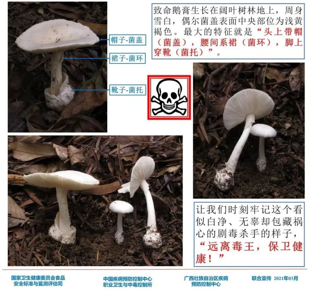 野生蘑菇有毒品种多,且毒性成分复杂,食用后引发中毒症状表现各异,病