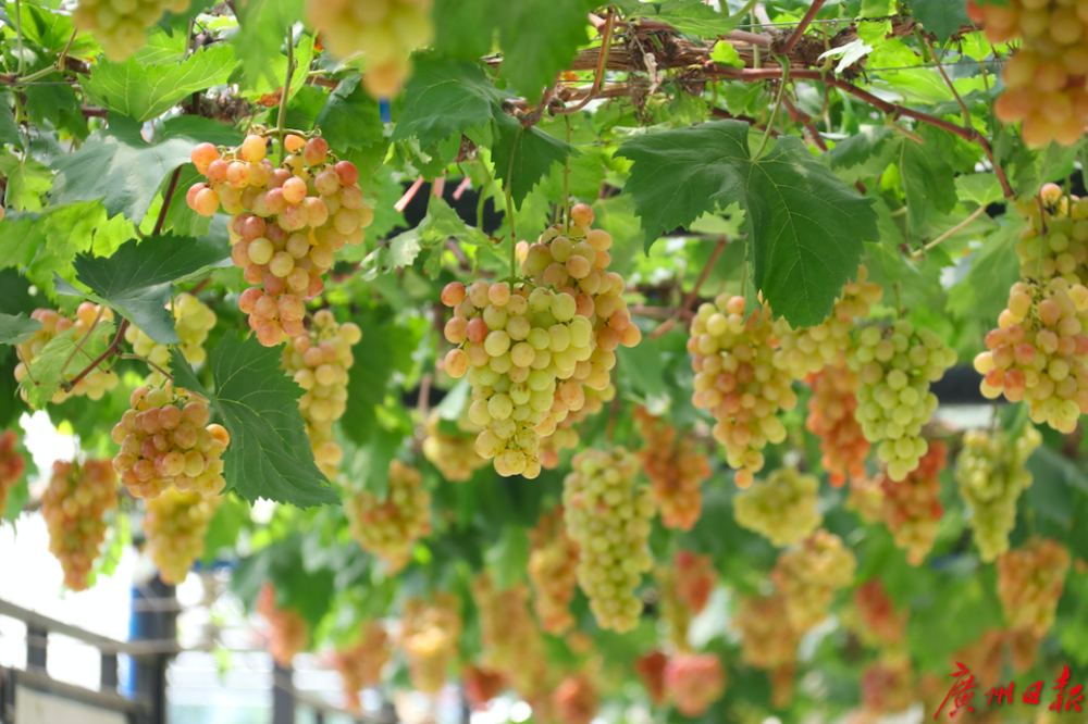 丰收九月,广州从化瓜果飘香_腾讯新闻