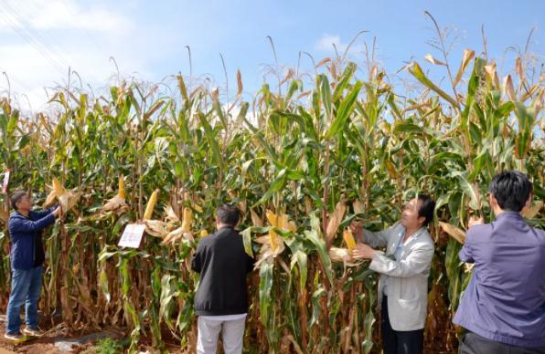 曲靖宣威5个新审定玉米良种测产亩产均突破吨粮大关