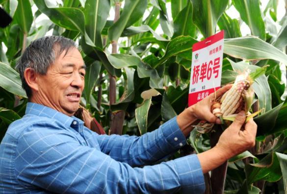 育种人不仅要攻玉米产量和品质,还要攻秸秆青贮饲用等,今年审定的宣宏