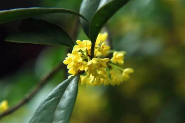 王维两首桂花都写了桂花落却是一春一秋春天有桂花吗