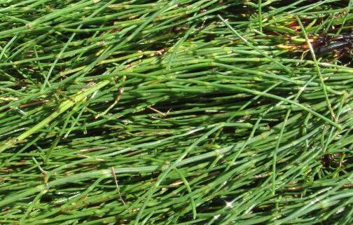 节节草是什么坚持用它泡脚有什么好处抽空了解下吧