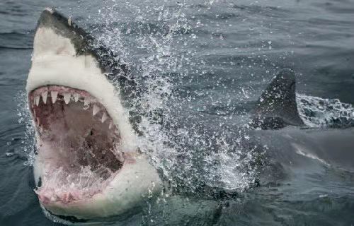 海豚|大白鲨|鲨鱼|海豹