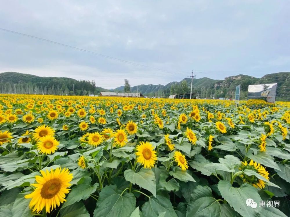 《嘆葵花》——戴叔倫今日見花落,明日見花開.花開能向日,花落委蒼苔.