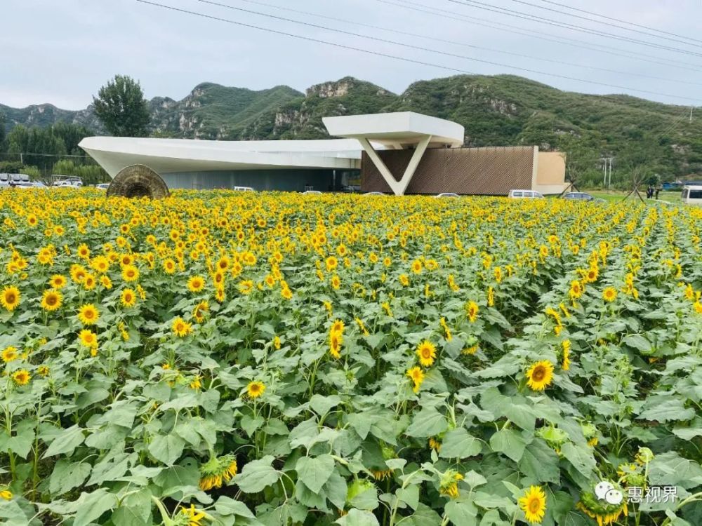 《嘆葵花》——戴叔倫今日見花落,明日見花開.花開能向日,花落委蒼苔.