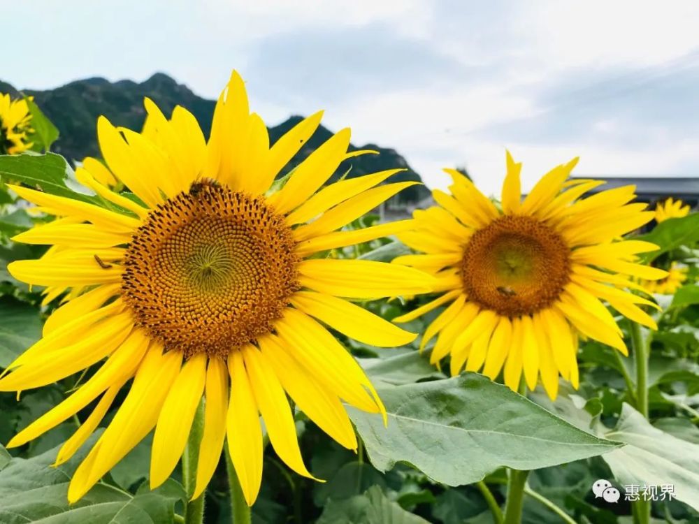 《嘆葵花》——戴叔倫今日見花落,明日見花開.花開能向日,花落委蒼苔.