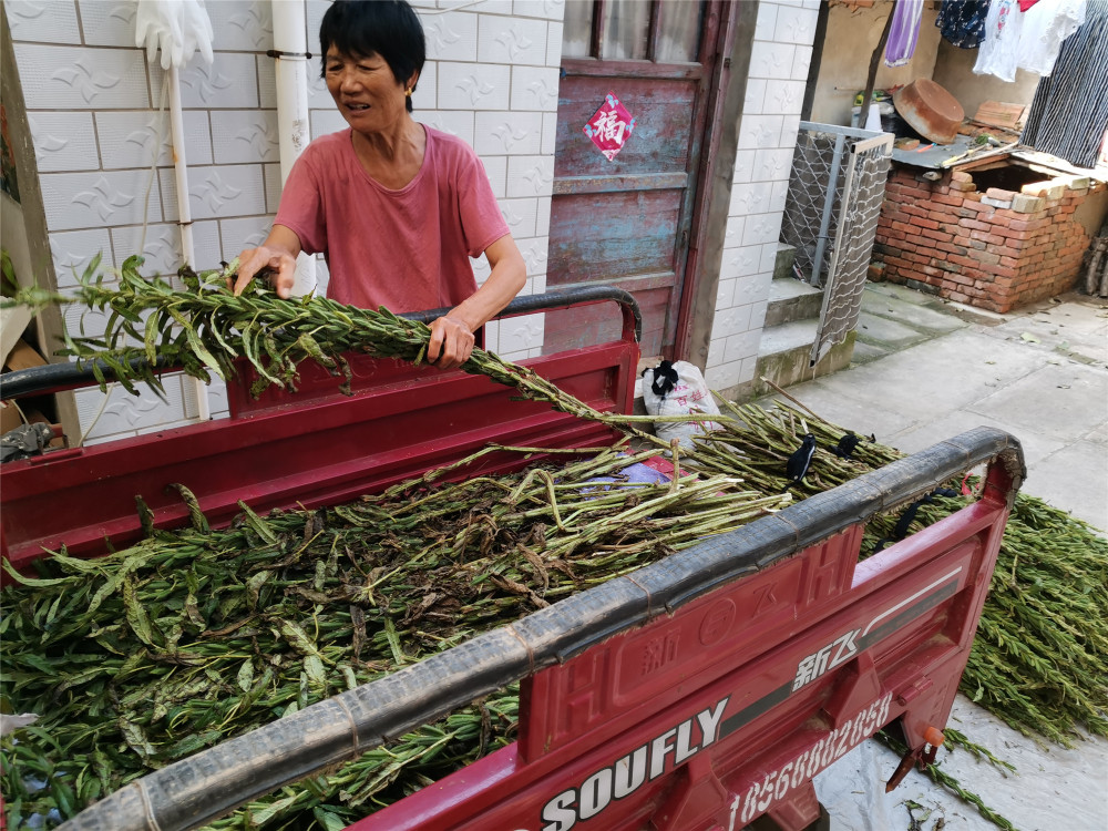 收芝麻的过程也挺繁琐,叶子要一片一片摘,捆成捆晾晒_腾讯新闻