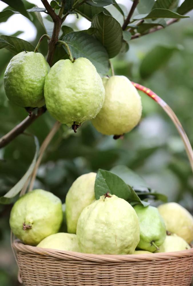 降糖之王四季飘香这种水果在湛江号称摘不完