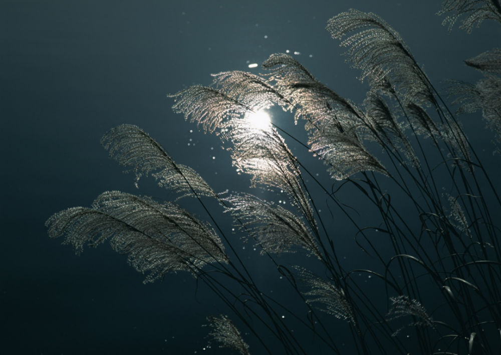 云帆头条何其三辛丑秋月肃州行吟