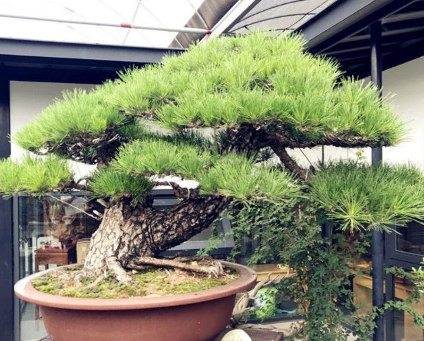 6种高端松树盆景日本品种占一半最后1个却是中国一级保护植物