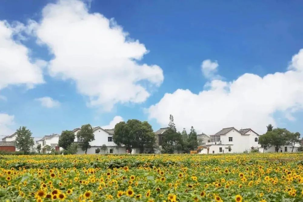 新集镇凌东村花田经济蹚出乡村振兴路