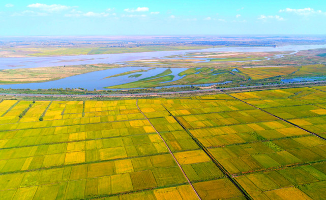 宁夏平罗丰收稻田美如画