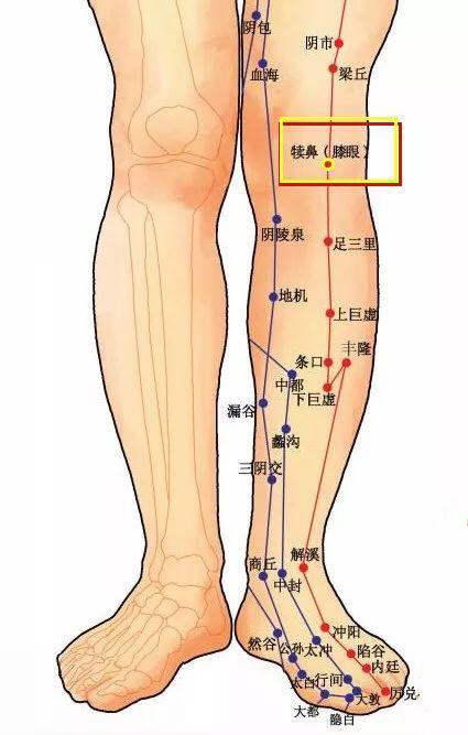 膝蓋疼灸療取穴