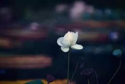 看淡生活的说说_忘记时间看淡生活_看淡了生活的句子