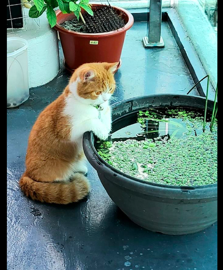 猫咪一直盯着缸看,就希望能从里面变出一条鱼来,痴心的小吃货呀