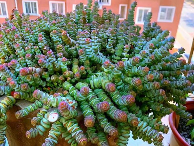 老花匠都爱养的4款多肉招财旺运好兆头好看好养长势旺