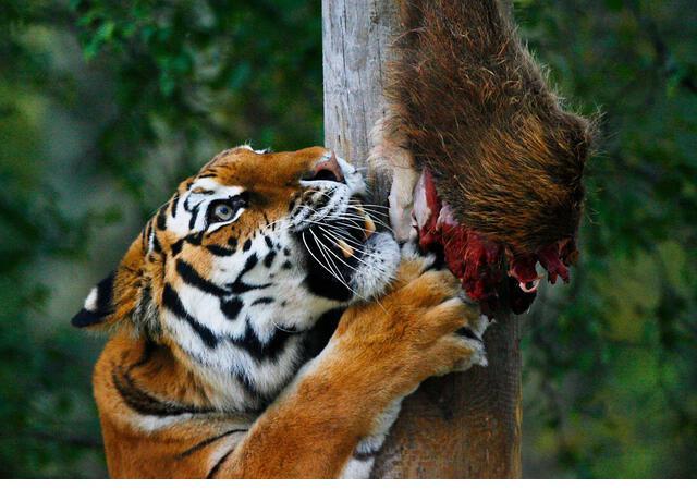 东北虎和棕熊打架,一个技术好,一个力量强,谁更厉害?_腾讯新闻