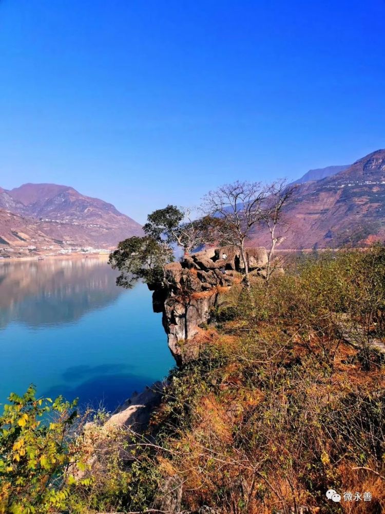 书香永善67周菊采风作品四首