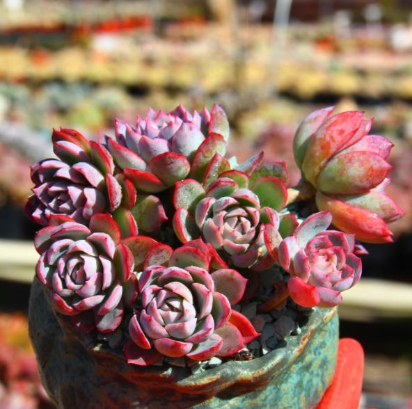 9月养盆多肉紫罗兰女王,容易群生颜色美,淋雨后仙气十足