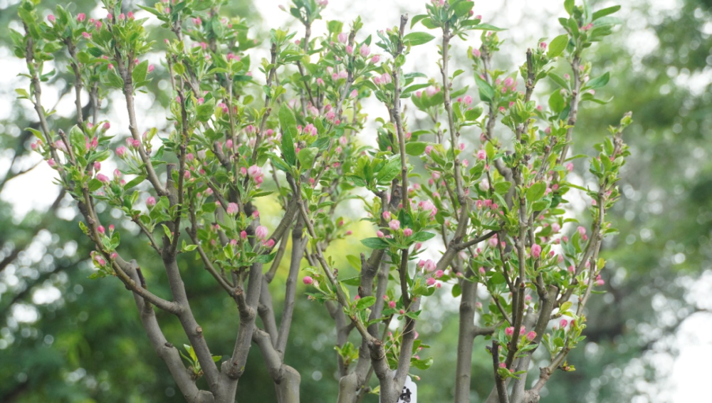 北京市中山公園管理處的榆葉梅(花期調控)