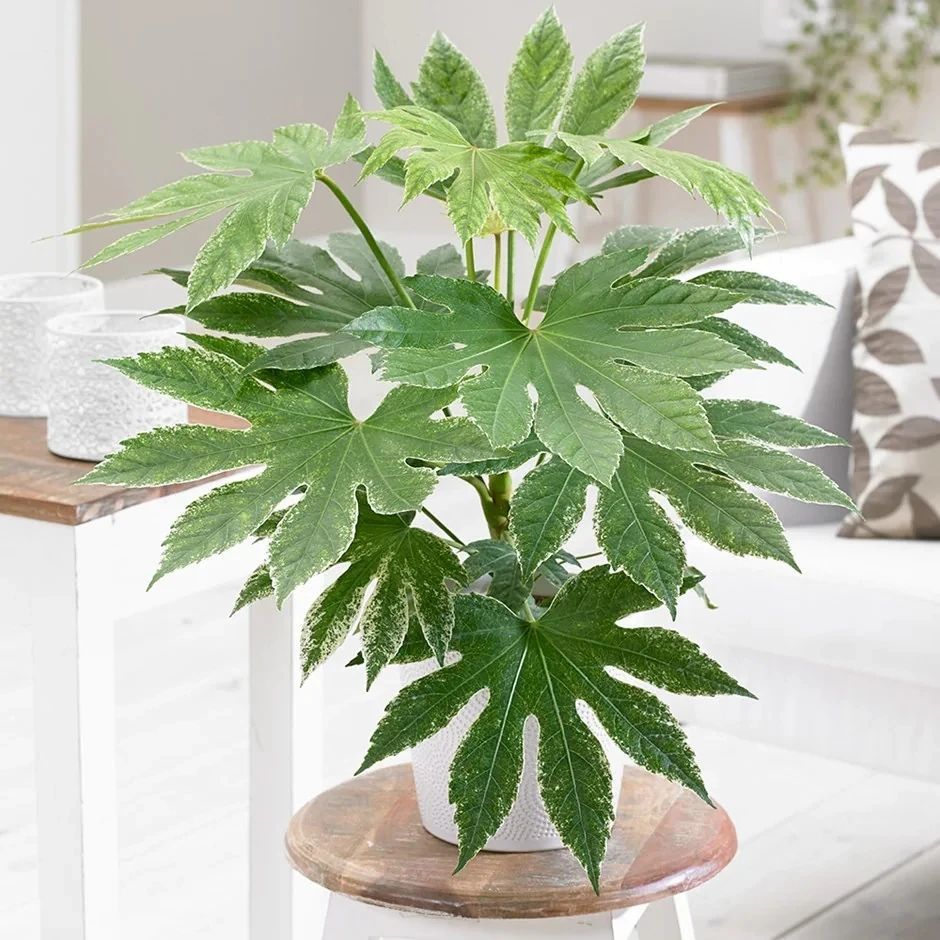 朝东窗台上少不了的18种盆栽植物 开花植物和观叶植物任你选 腾讯新闻