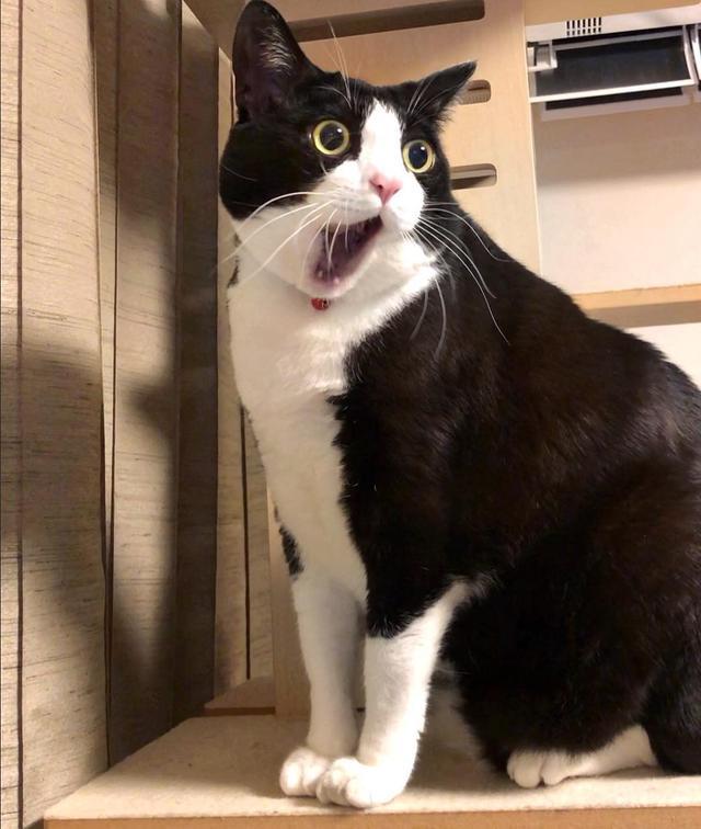 最不乖的几种猫咪你家猫也在其中